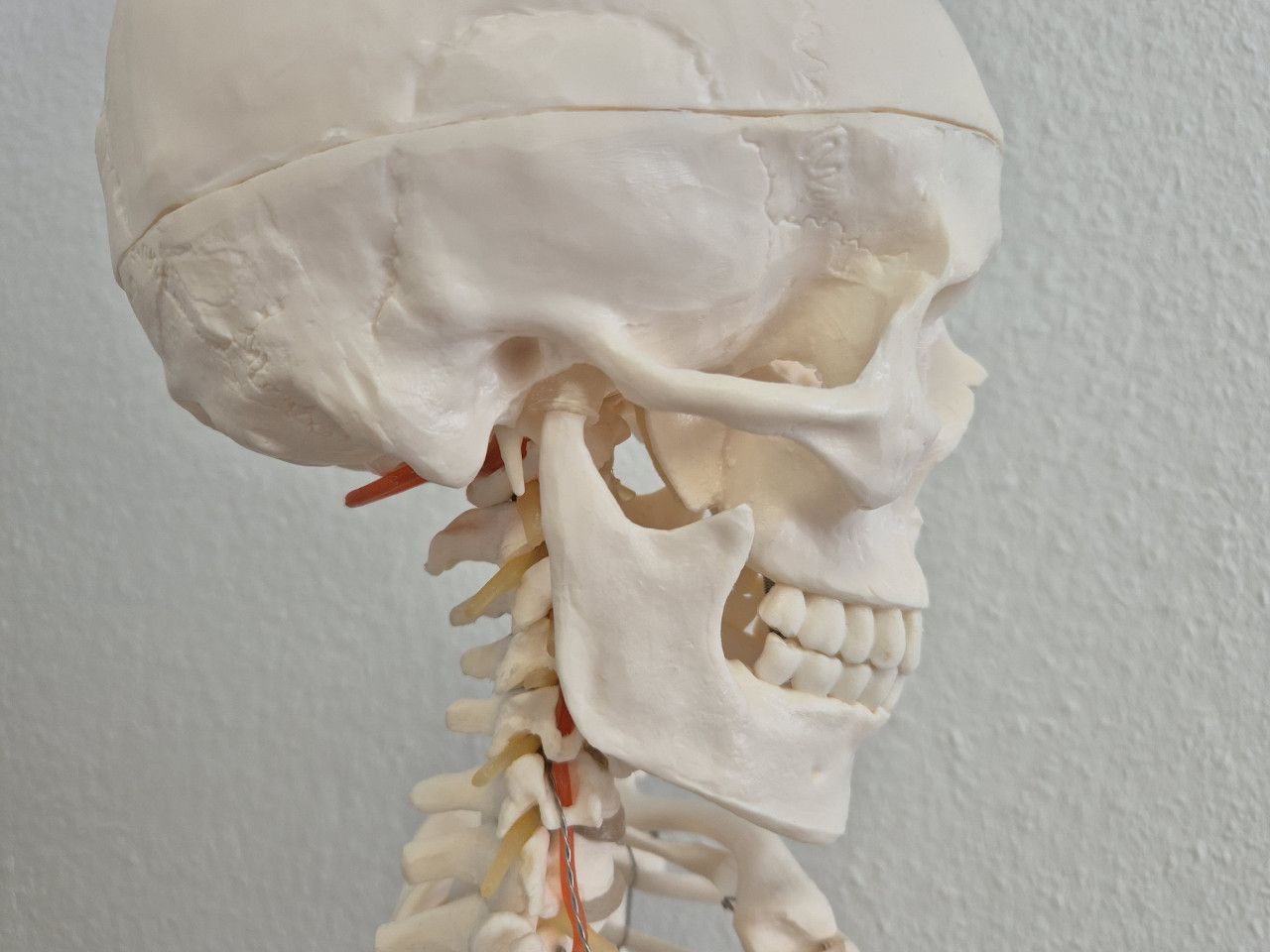 Bild zur Craniomandibulären Dysfunktion