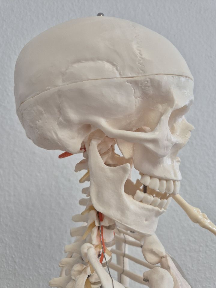 Bild zur Craniomandibulären Dysfunktion