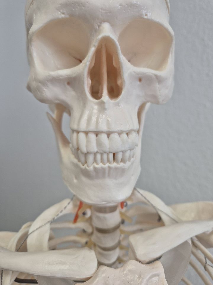 Bild zur Craniomandibulären Dysfunktion